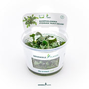 Bucephalandra pygmaea 'Bukit Kelam' In-Vitro CUP