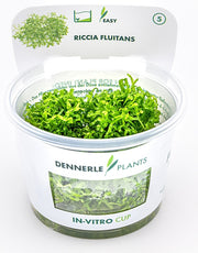 Riccia fluitans In-Vitro Cup