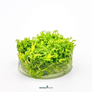 Riccia fluitans In-Vitro Cup