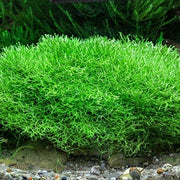 Riccia fluitans In-Vitro Cup