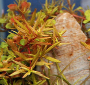 Rotala rotundifolia 'Vietnam H'ra' POT