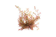 Rotala rotundifolia 'Vietnam H'ra' POT