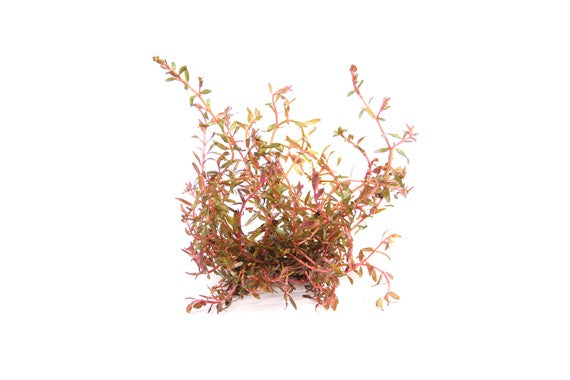 Rotala rotundifolia 'Vietnam H'ra' POT