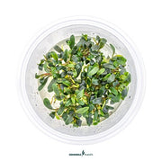 Bucephalandra micrantha 'Needle Leaf' In-Vitro CUP