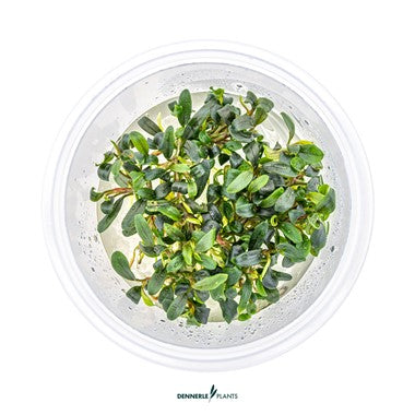 Bucephalandra micrantha 'Needle Leaf' In-Vitro CUP