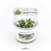 Bucephalandra micrantha 'Needle Leaf' In-Vitro CUP