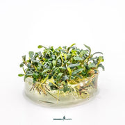 Bucephalandra micrantha 'Needle Leaf' In-Vitro CUP
