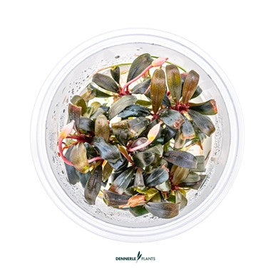 Bucephalandra sp. 'Serimbu Brown' In-Vitro CUP