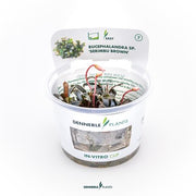 Bucephalandra sp. 'Serimbu Brown' In-Vitro CUP