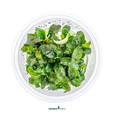 Bucephalandra pygmaea 'Bukit Kelam' In-Vitro CUP