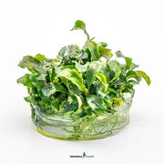 Bucephalandra pygmaea 'Bukit Kelam' In-Vitro CUP