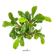 Bucephalandra pygmaea 'Bukit Kelam' In-Vitro CUP