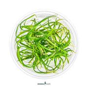 Helanthium tenellum 'Red' In-Vitro CUP