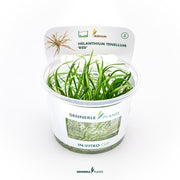 Helanthium tenellum 'Red' In-Vitro CUP