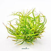Helanthium tenellum 'Red' In-Vitro CUP