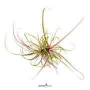 Helanthium tenellum 'Red' In-Vitro CUP
