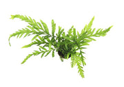 Bolbitis heudelotii POT