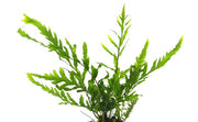 Bolbitis heudelotii POT