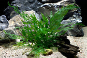 Bolbitis heudelotii POT