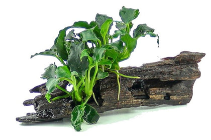 Anubias barteri var. nana 'Kirin Mini' Nanowood