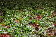 Anubias barteri var. nana 'Kirin Mini' Nanowood