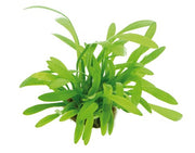 Sagittaria subulata 'Pusilla' POT