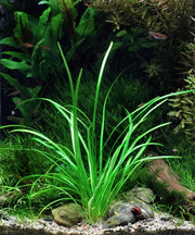 Sagittaria subulata 'Pusilla' POT
