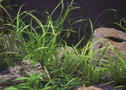 Sagittaria subulata 'Pusilla' POT