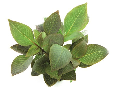 Hygrophila corymbosa 'Compact' POT