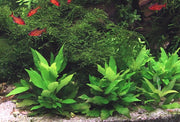 Hygrophila corymbosa 'Compact' POT