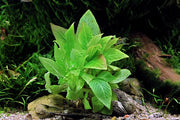 Hygrophila corymbosa 'Compact' POT