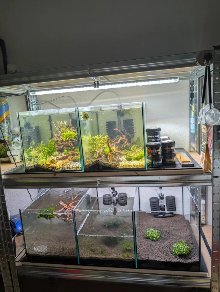 AquaLab Garnelenzucht mit mehreren bepflanzten Zuchtbecken